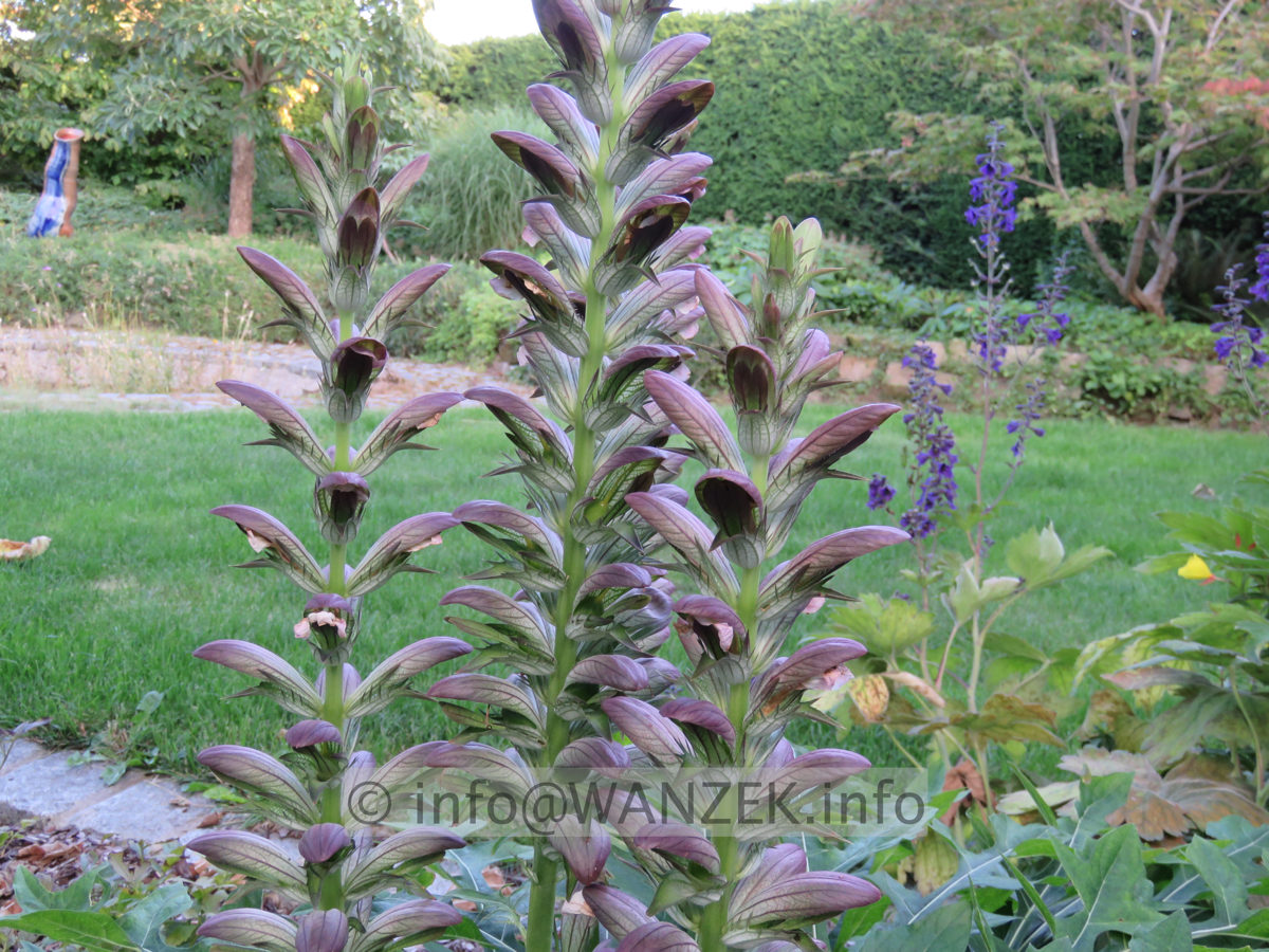Acanthus spinosus  Bluete 02.JPG